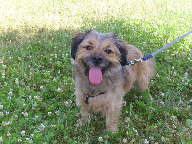 Strolch (Foto: C. Knust)