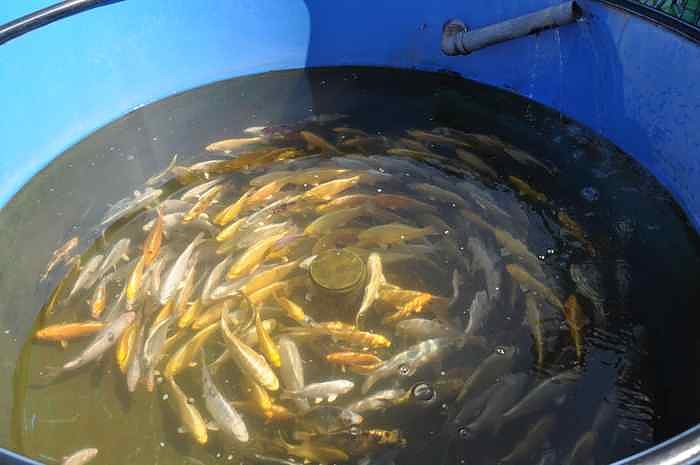 Fischfest in Auleben