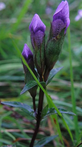 Enziane in der Heimat