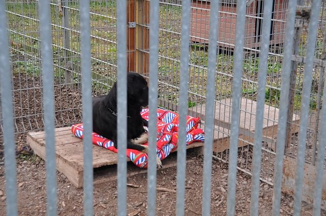 Weihnachtsmarkt im Tierheim