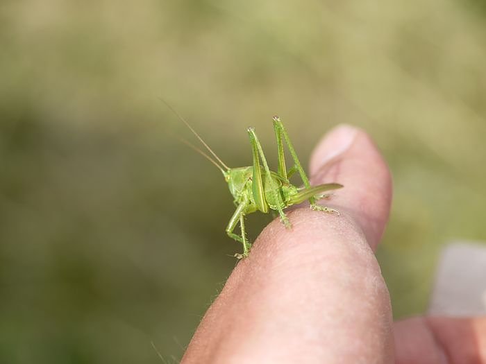 Kunstmarkt in Friedrichsrode