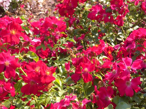 105 Jahre Europa-Rosarium