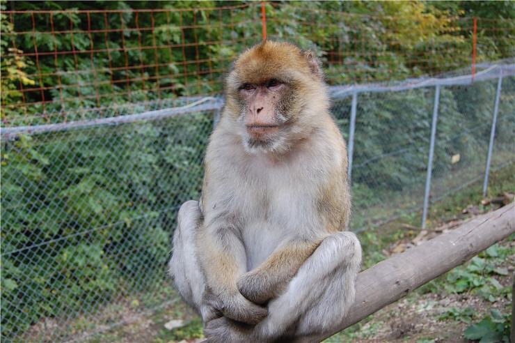 Affenwald Erlebnispark Strau&szlig;berg