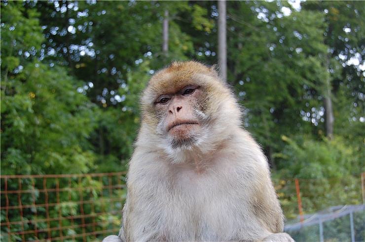 Affenwald Erlebnispark Strau&szlig;berg
