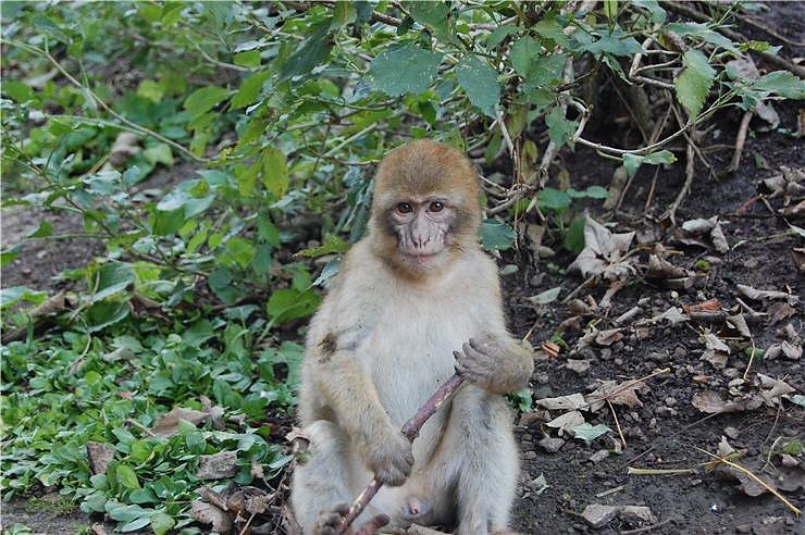 Affenwald Erlebnispark Strau&szlig;berg