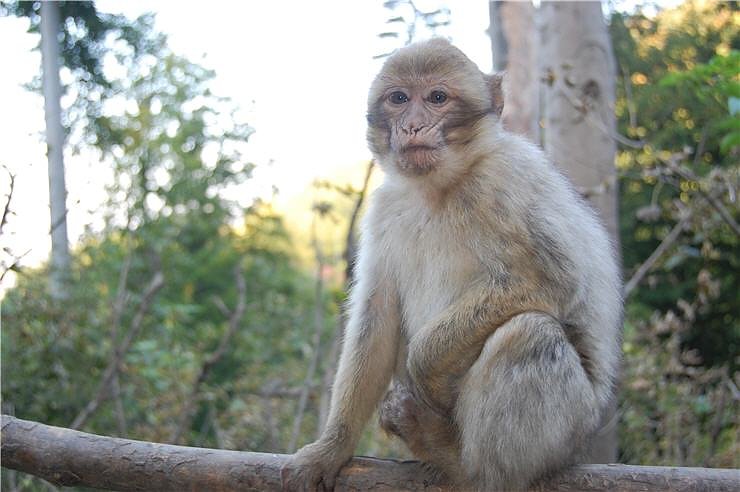 Affenwald Erlebnispark Strau&szlig;berg