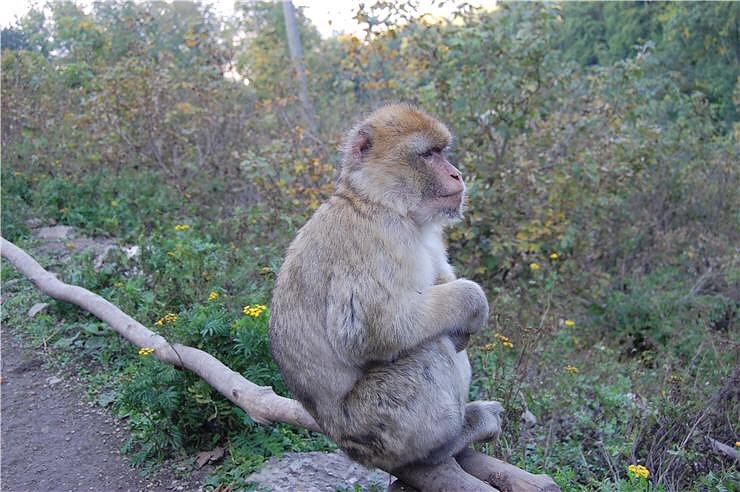 Affenwald Erlebnispark Strau&szlig;berg