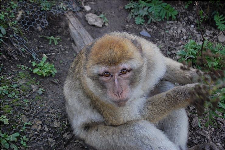 Affenwald Erlebnispark Strau&szlig;berg