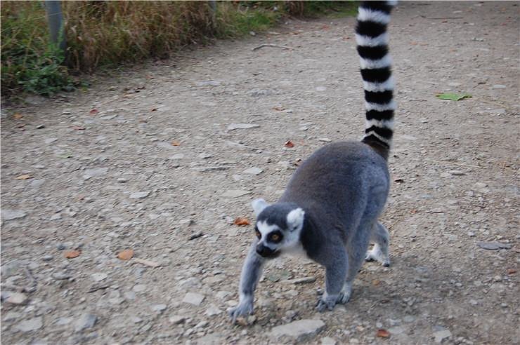 Affenwald Erlebnispark Strau&szlig;berg