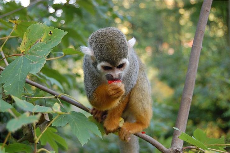 Affenwald Erlebnispark Strau&szlig;berg