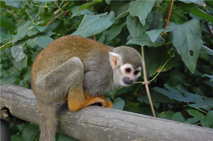 Affenwald Erlebnispark Strau&szlig;berg