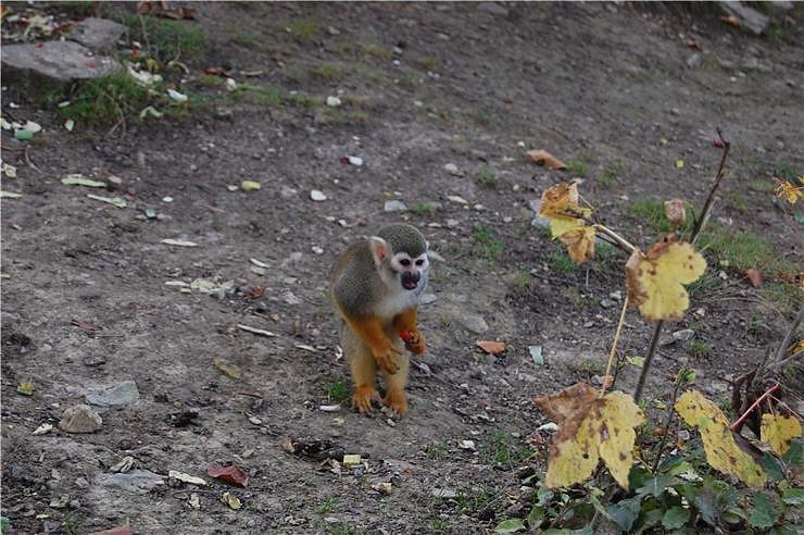 Affenwald Erlebnispark Strau&szlig;berg