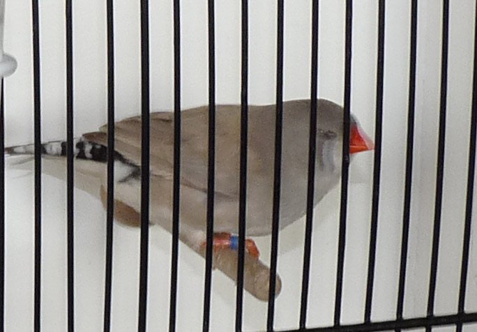 Ziergefl&uuml;gelausstellung