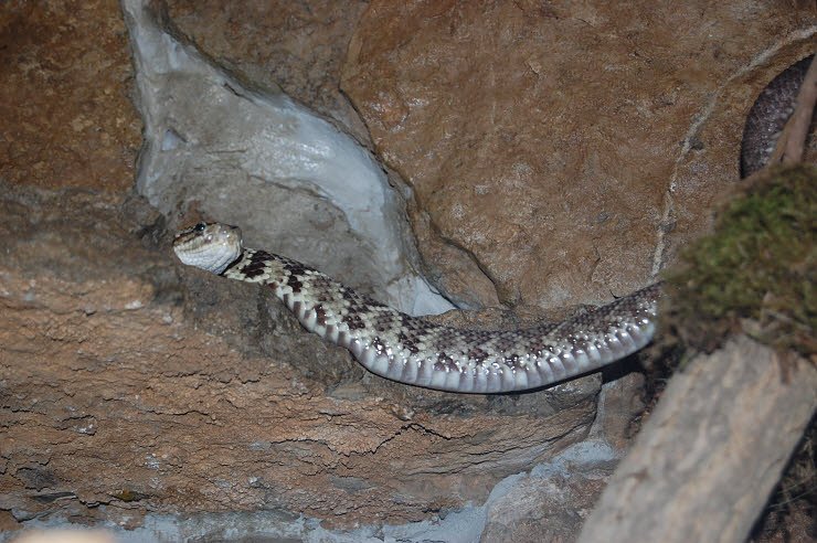 Nanderwanderung im  Nordh&auml;user Zoo nnz-City Scout on Tour
