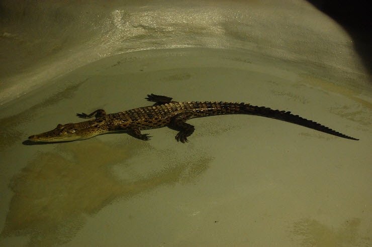 Nanderwanderung im  Nordh&auml;user Zoo nnz-City Scout on Tour