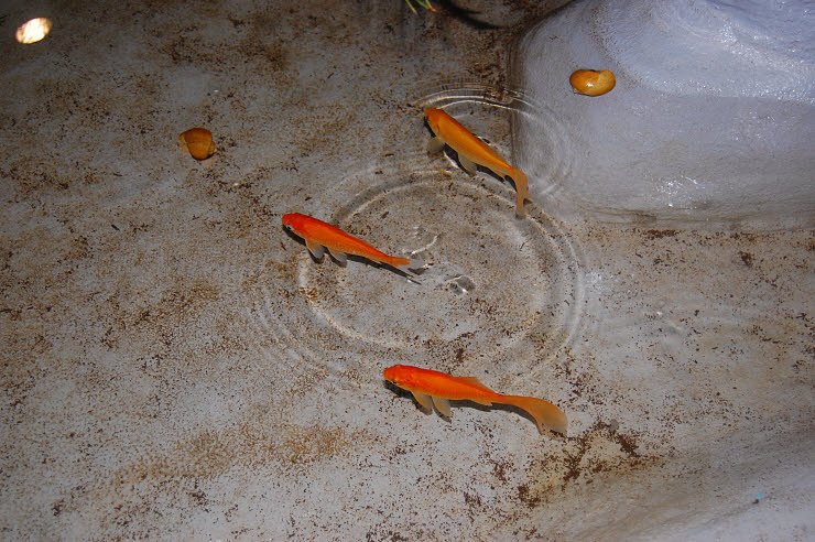 Nanderwanderung im  Nordh&auml;user Zoo nnz-City Scout on Tour