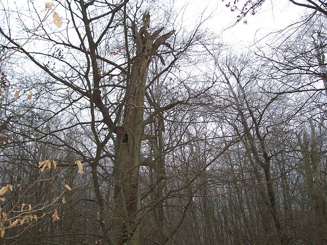 Am Ententeich im Kyffh&auml;userwald