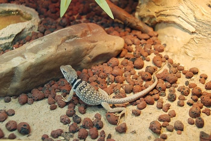 Welt der Reptilien in der Wiedingsburghalle