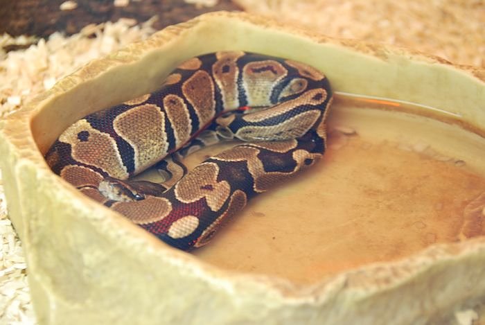 Welt der Reptilien in der Wiedingsburghalle