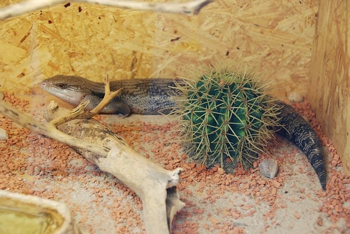 Welt der Reptilien in der Wiedingsburghalle