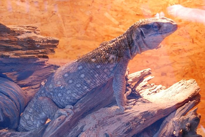 Welt der Reptilien in der Wiedingsburghalle