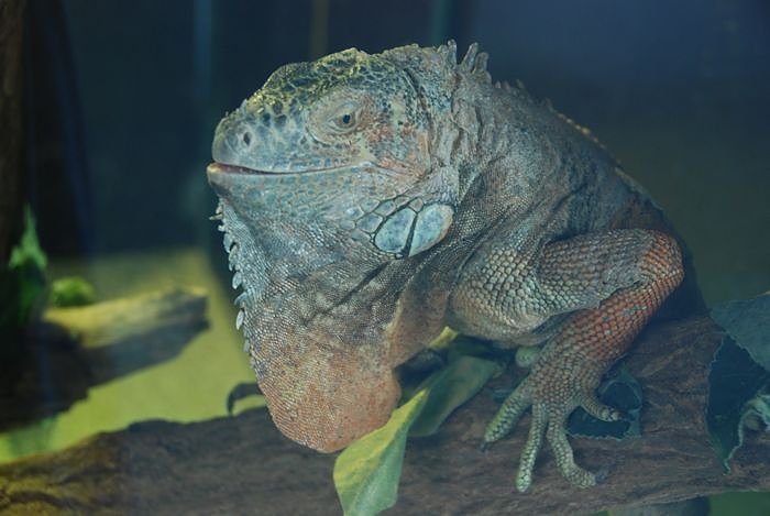 Welt der Reptilien in der Wiedingsburghalle