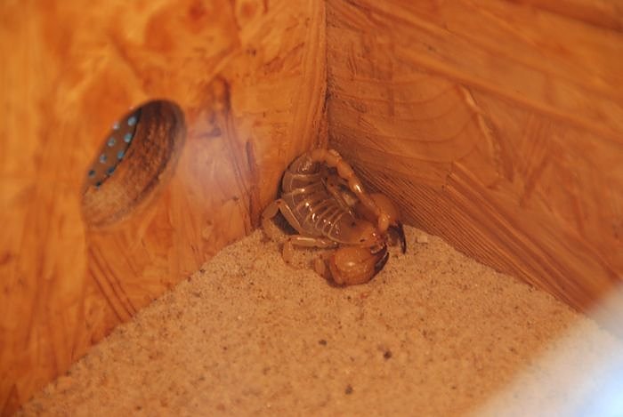 Welt der Reptilien in der Wiedingsburghalle