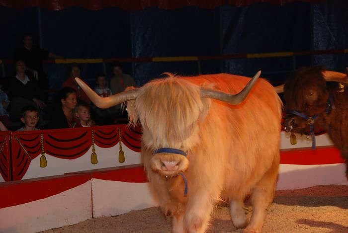 Circus Rolina gastiert in Nordhausen 