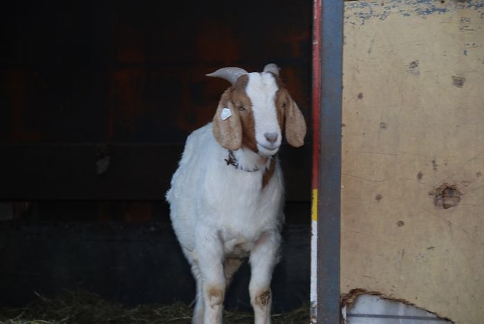 Circus Rolina gastiert in Nordhausen 