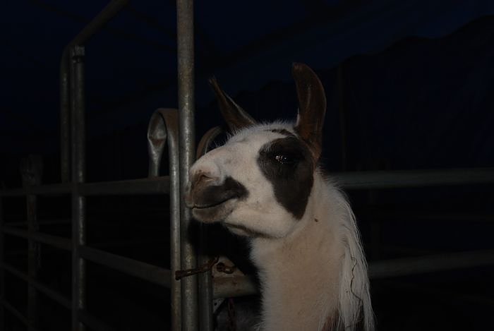 Circus Rolina gastiert in Nordhausen 