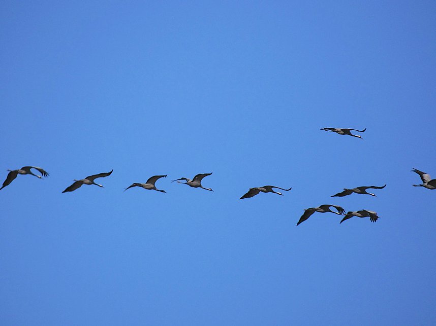 Die Flugschau ist er&ouml;ffnet