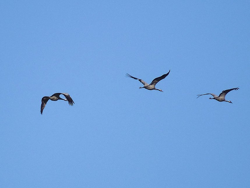 Die Flugschau ist er&ouml;ffnet