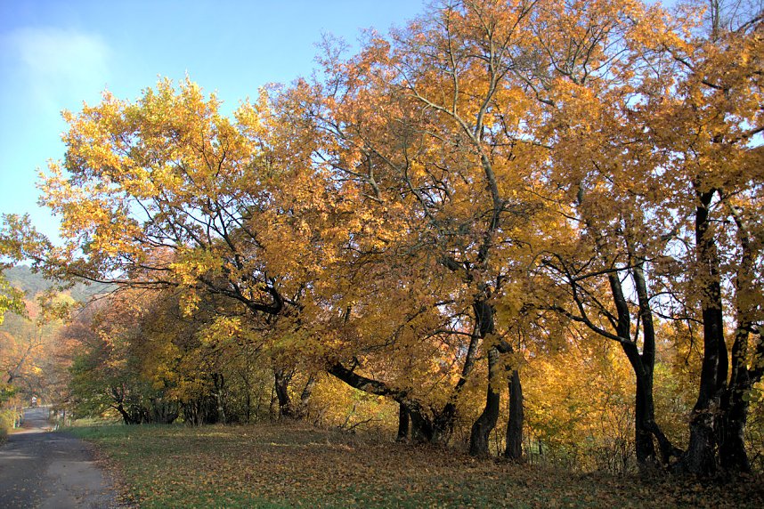 Herbstfarben am Panoramaweg bei Blankenburg