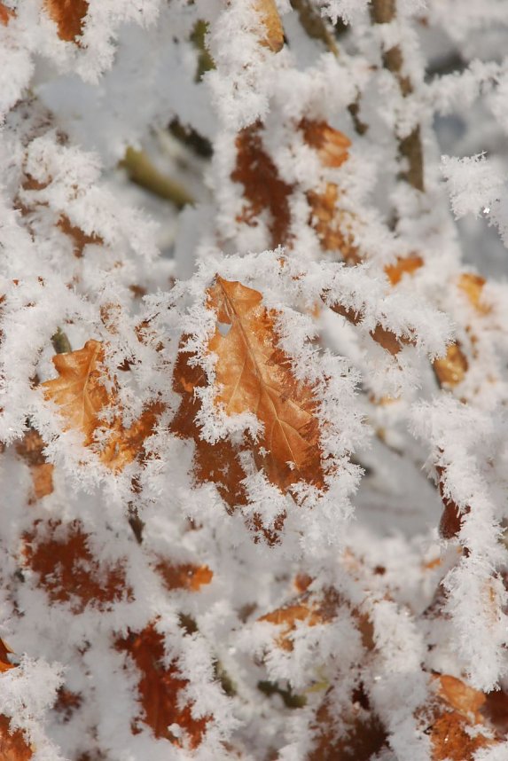 Es lohnt sich, n&auml;her hinzusehen: Das Eichenlaub rahmen Eiskristalle.