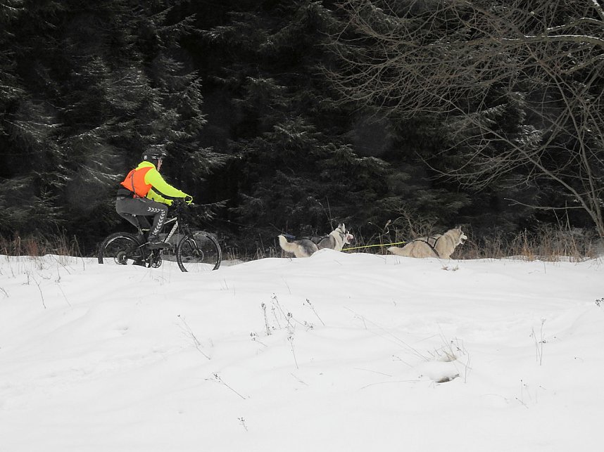 Schlittenhunderennen 2016 in Benneckenstein