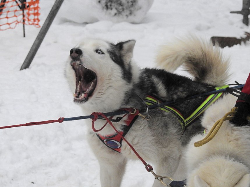 Schlittenhunderennen 2016 in Benneckenstein