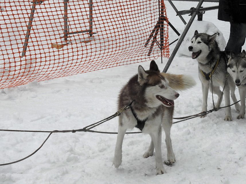 Schlittenhunderennen 2016 in Benneckenstein