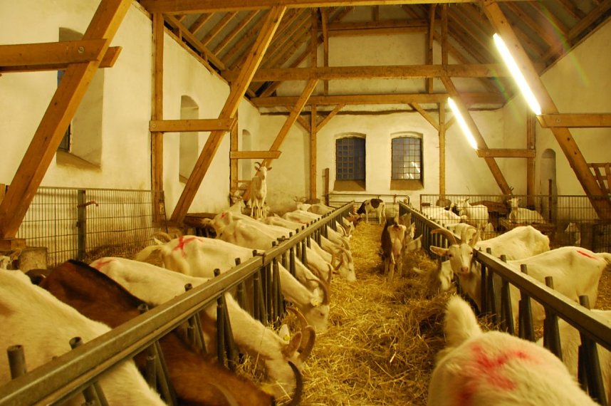 Blick in den Stall der Milchziegen - fast 140 gibt es hier davon. Diese Tiere sind, erfuhren die Besucher, von Natur aus neugierig. Irgendeine Ziege muss es aber immer &uuml;bertreiben und einen besonderen hohen Ausguck erklimmen, um noch mehr mitzukriegen (siehe hinten links).
