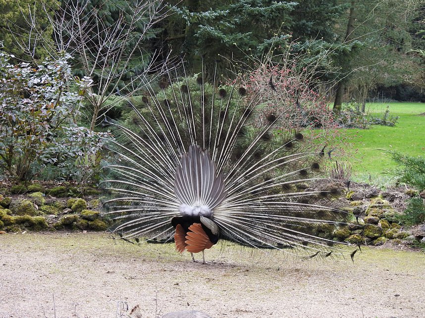 Fr&uuml;hlingserwachen in der Vogelwelt