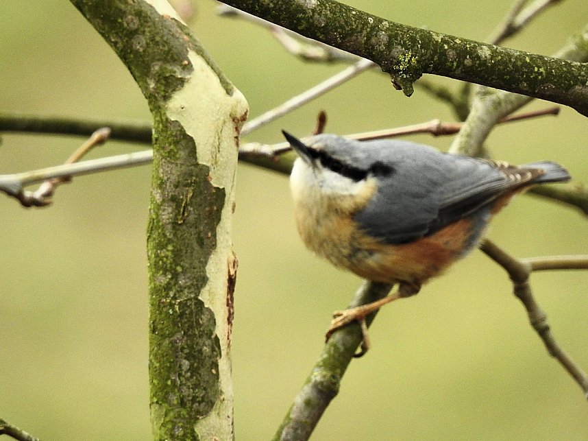Fr&uuml;hlingserwachen in der Vogelwelt