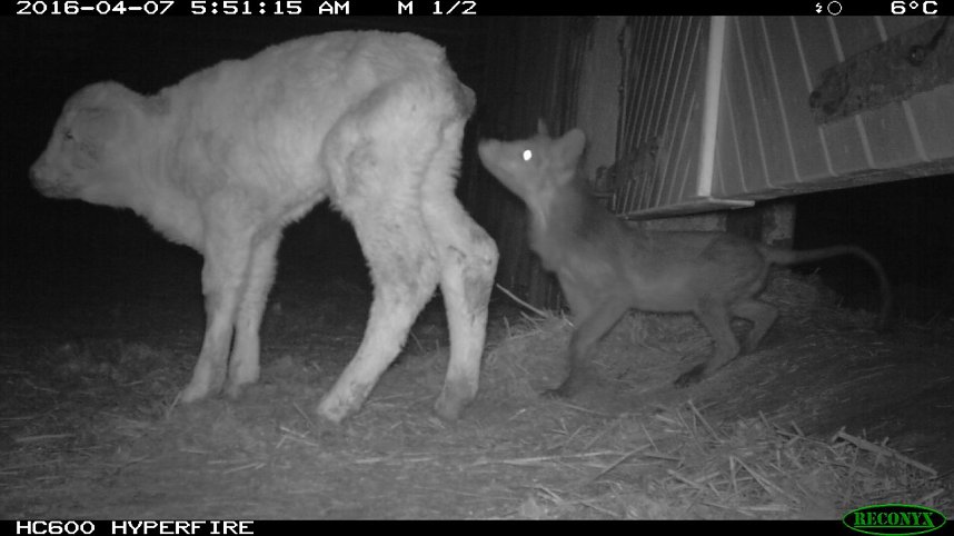 Eine komplette Attacke