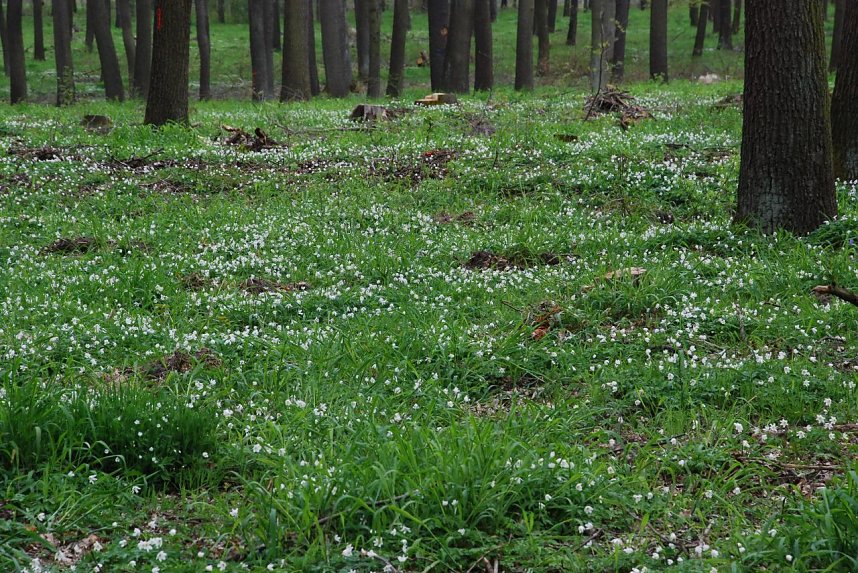 Ein Teppich voll wei&szlig;er Buschwindr&ouml;schen (Annemonen) bedeckt den Waldboden zwischen Holzzelle und Rothenschirmbach.
