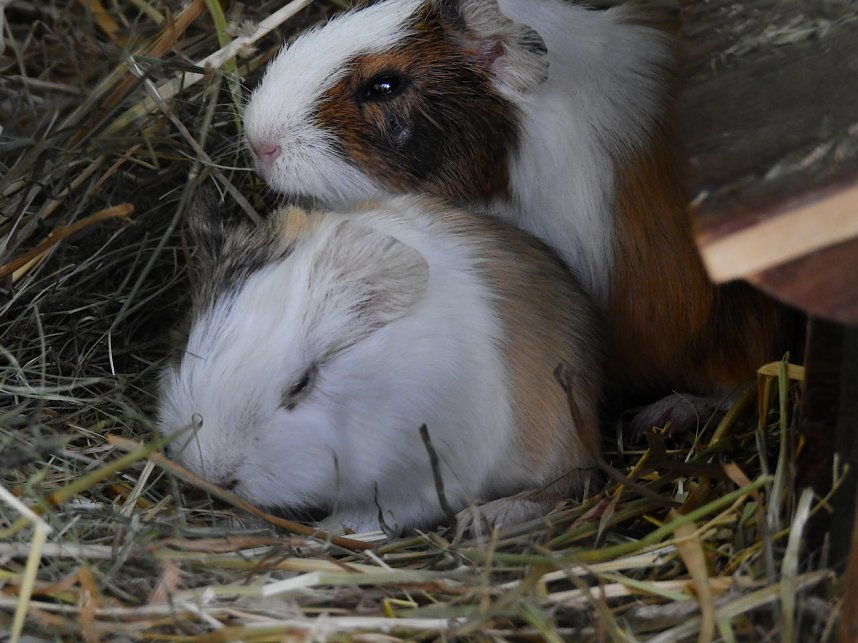 Peter Blei unterwegs in K&ouml;then