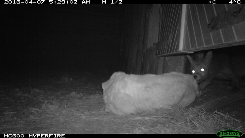 Bilder einer &Uuml;berwachungskamera