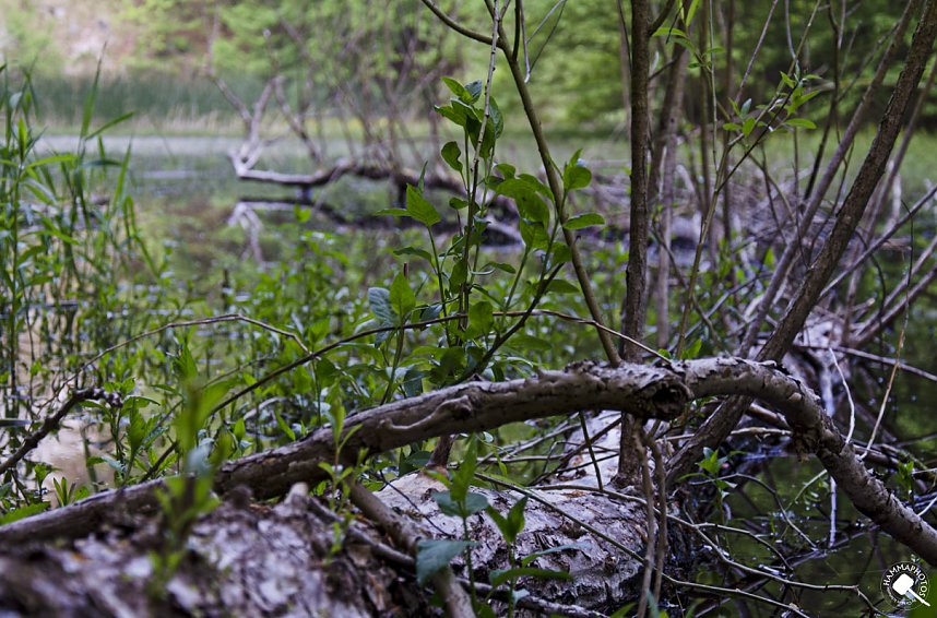 Wanderung im Morgengrauen