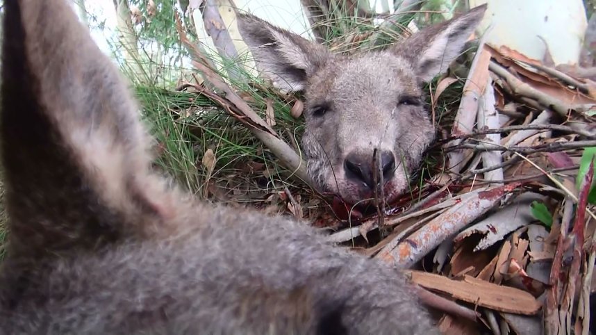 Grausame Jagd auf K&auml;ngurus