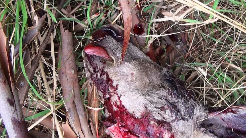 Grausame Jagd auf K&auml;ngurus