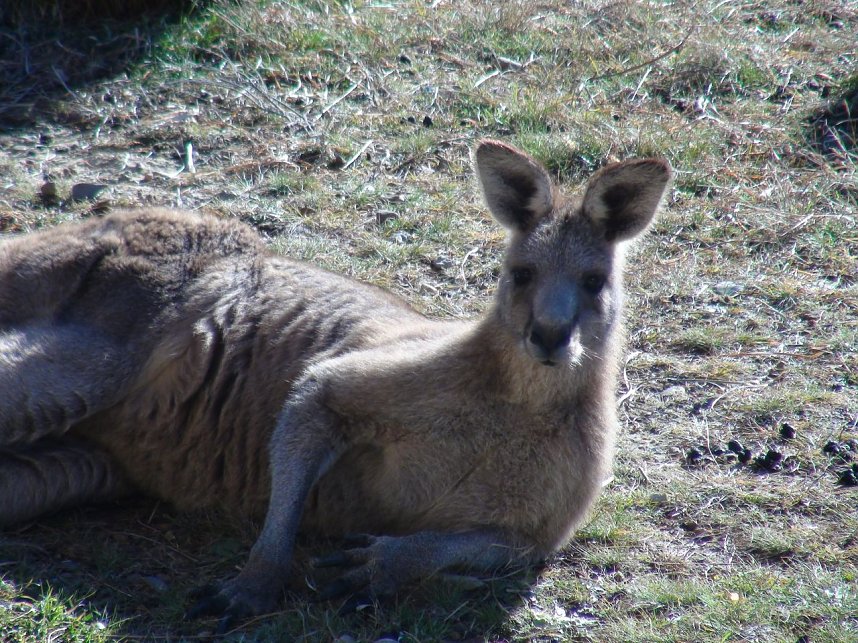 Grausame Jagd auf K&auml;ngurus