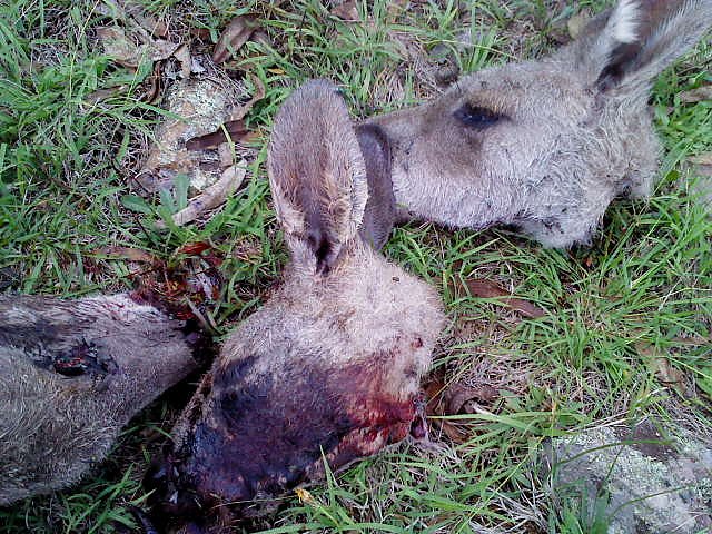 Grausame Jagd auf K&auml;ngurus