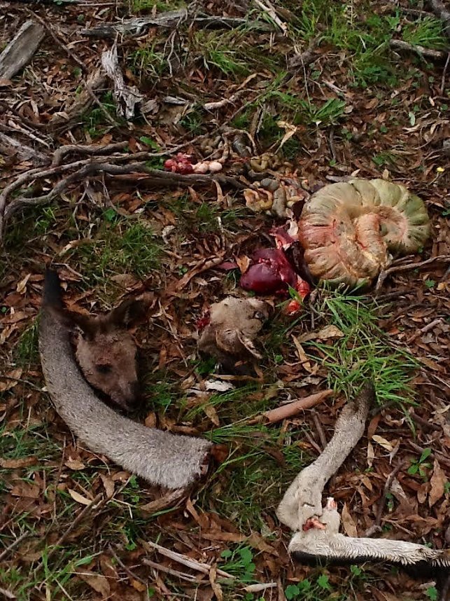 Grausame Jagd auf K&auml;ngurus